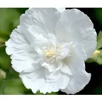 Dehner Zierstrauch Hibiscus White Chiffon®, Hibiscus syriacus, weiß, Garten-Eibisch, große gefüllte Blüten