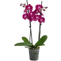 Dehner Zimmerpflanze Schmetterlingsorchidee Binty, zweitriebig, dunkelrot-pink, 50 cm, Phalaenopsis cultivars, exotische, pflegeleichte Orchidee