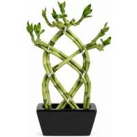 Exotenherz Zimmerpflanze Lucky Bamboo 3 Ebenen geflochten schwarz