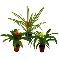 Exotenherz Zimmerpflanze Mini-Guzmanien-Trio Set mit 3 bunten Bromelien in 3 Farben 5,5cm Topf