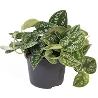 Exotenherz Zimmerpflanze Efeutute - Scindapsus pictus arguraeus, 12cm Topf