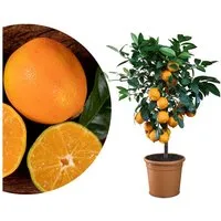 Meine Orangerie Obstpflanze Rote Limette - Lima Rossa - Rangpur Limette, echter Limettenbaum, professionell veredelter und fruchtreifer Zitrusbaum