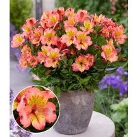BALDUR Garten Staude Winterharte Alstromeria Incalys® 'Salmon', im 12 cm XL-Topf, 1 St., Alstroemeria, winterhart, mehrjährig, pflegeleicht