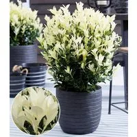 BALDUR Garten Zierstrauch Euonymus 'Himalaya', 1 St., Kompakt, immergrün, winterhart, mehrjährig, pflegeleicht