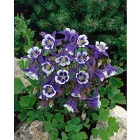 Pflanzen für Dich Staude Aquilegia caer. Blue Star, 1 St., Akelei