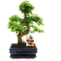 Exotenherz Zimmerpflanze Troène chinois du Bonsaï - Ligustrum sinensis - env. 8 ans