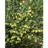 Pflanzen für Dich Obstpflanze Ribes uva-crispa Hinnonmäki gelb, 1 St., Stachelbeere, Hinnonmäki gelb, gelbe Früchte, dornenarm