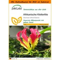 SAFLAX Blumensamen SAFLAX - Garden in the bag - Afrikanische Kletterlilie