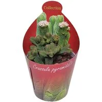 Exotenherz Kaktus Crassula pyramidalis Pagoden-Dickblatt Rarität 6,5cm Topf 15cm hoch