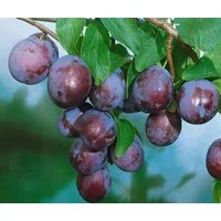 Pflanzen für Dich Obstpflanze Prunus dom. Ersinger Frühzwetsche, 1 St., Ersinger Frühzwetsche, Zwetschgenbaum, frühreifend, süßsäuerlich