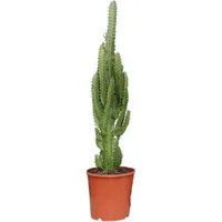 meinvipshop Zimmerpflanze Euphorbia trigona 60cm Zimmerpflanze