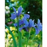 Pflanzen für Dich Staude Iris sibirica Blue King, 1 St., Sibirische Schwertlilie
