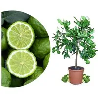 Meine Orangerie Obstpflanze Kaffir Limette - Citrus hystrix - Papeda - Kaffernlimette, echter Limettenbaum, professionell veredelter und fruchtreifer Zitrusbaum