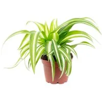 Flowerbox Zimmerpflanze Grünlilie - Chlorophytum Comosum Variegata, - Höhe ca. 15 cm, Topf-Ø 6 cm