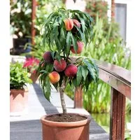 BALDUR Garten Pfirsichbaum Zwerg-Pfirsich 'Bonanza', 1 St., Selbstbefruchtend, winterhart, mehrjährig, pflegeleicht