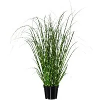 Künstliche Zimmerpflanze Gras, Gasper, Höhe 42 cm, Farbe: Grün, Höhe: 42cm