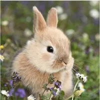 HOME FASHION Papierserviette 20 Servietten Bunny in field 33x33cm, (20 St)