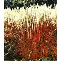 BALDUR Garten Gräser Ziergras 'Indian Summer', 3 St., Chinaschilf,winterhart, mehrjährig, pflegeleicht