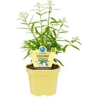 Exotenherz Gewürzkraut Kaugummistrauch Lippia polystacha Kräuterpflanze im 12cm Topf