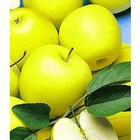 BALDUR Garten Apfelbaum Säulen-Apfel 'Golden Delicious', 1 St., Säulenobstbaum, ertragreich, pflegeleicht
