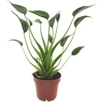 meinvipshop Zimmerpflanze Alocasia Tiny Dancers 30 cm Zimmerpflanze