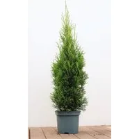 Pflanzen für Dich Konifere Thuja Smaragd, 1 St., Lebensbaum, Abendländischer Lebensbaum, immergrün, säulenform