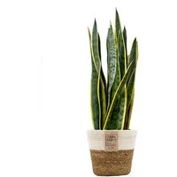 Green Me Up Zimmerpflanze Bogenhanf Sansevieria - pflegeleichte Zimmerpflanze - Höhe 80-90 cm -