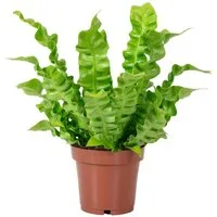 Flowerbox Zimmerpflanze Nestfarn - Asplenium nidus 'Crispy Wave', pflegeleicht - Höhe ca. 25 cm, Topf-Ø 12 cm