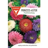 FRANKONIA Blumensamen Prinzess-Aster, Prachtmischung - Astern-Samen Saatgut Samen, Callistephus chinen
