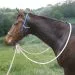 Natural Hackamore