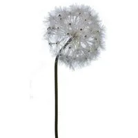 Kunstzweig Löwenzahnzweig Pusteblume, 2474U, Höhe 89 cm