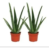 Exotenherz Sukkulente 2er Set - Aloe vera - ca. 2 Jahre alt - 10,5cm Topf