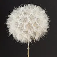 Trockenblume Deko-Pusteblume Weiß Ø11cm 6er Set Trockenblume Deko elegant, 6 Stück, Florists Products, Höhe 5.5 cm