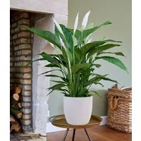 BALDUR Garten Zimmerpflanze Spathiphyllum ca. 55-65 cm hoch, 1 St., Scheidenblatt, pflegeleicht