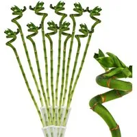 Exotenherz Zimmerpflanze 10er Set Glücksbambus 'Lucky Bamboo' spiralförmig im Röhrchen ca. 40cm