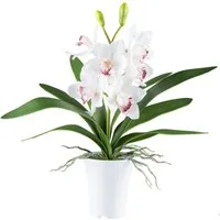 Kunstorchidee Orchidee Cymbidie, Creativ green, Höhe 53 cm, mit real-touch-Blüten