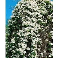 Pflanzen für Dich Kletterpflanze Clematis montana Grandiflora, 1 St., Berg-Waldrebe, Anemonen-Waldrebe, weißblühend, schnellwachsend
