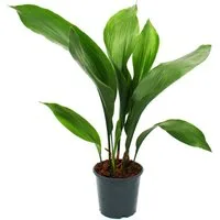 Exotenherz Zimmerpflanze Schusterpalme - Aspidistra elatior - Zimmerpflanze - 15cm Topf