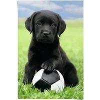 Reinders! Poster Labrador Welpe Fußball, (1 St)