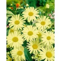 Pflanzen für Dich Staude Leucanthemum superb. Sonnenschein, 1 St., Margerite, Gartenmargerite