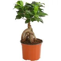 Dehner Zimmerpflanze Chinesische Feige Ginseng, Ficus microcarpa, Bonsai, Zimmerpflanze mit oberirdischen, dickfleischigen Luftwurzeln