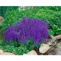 Pflanzen für Dich Staude Salvia nemorosa Blaukönigin, 1 St., Steppen-Salbei, Hain-Salbei
