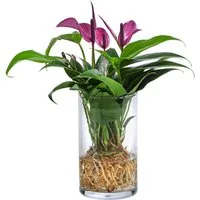 Dehner Zimmerpflanze Waterplant Flamingoblume, Anthurium Zizou, versch. Größen und Farben, pflegeleichte Wasserpflanze im Glas