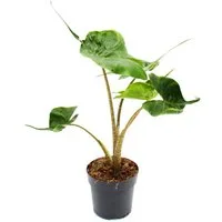 Exotenherz Zimmerpflanze Alocasia macrorrhiza Stingray Alokasie Rochen-Pfeilblatt 11cm Topf