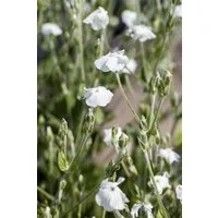 Pflanzen für Dich Staude Lychnis coronaria Alba, 1 St., Weiße Lichtnelke, Samtnelke