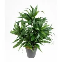 Kunstpflanze Dracena 42cm im Topf DA künstliche Pflanzen Palmen, Seidenblumen Roß, Höhe 42 cm, Grün