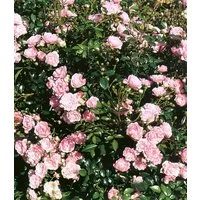 BALDUR Garten Rose Rose 'The Fairy', 1 St., Flammengras, winterhart, mehrjährig, blühfreudig