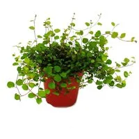 Exotenherz Beetpflanze Zimmerpflanze - Mühlenbeckia complexa - Kiwi-Knöterich - 12cm Topf
