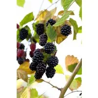 Pflanzen für Dich Obstpflanze Rubus frut. Navaho, 1 St., Brombeere, Gartenbrombeere, dornenlos, aufrechtwachsend