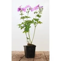 Pflanzen für Dich Staude Geranium gracile Sirak, 1 St., Storchschnabel